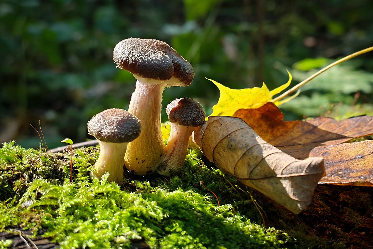 Бородатая рядовка (Tricholoma vaccinum)