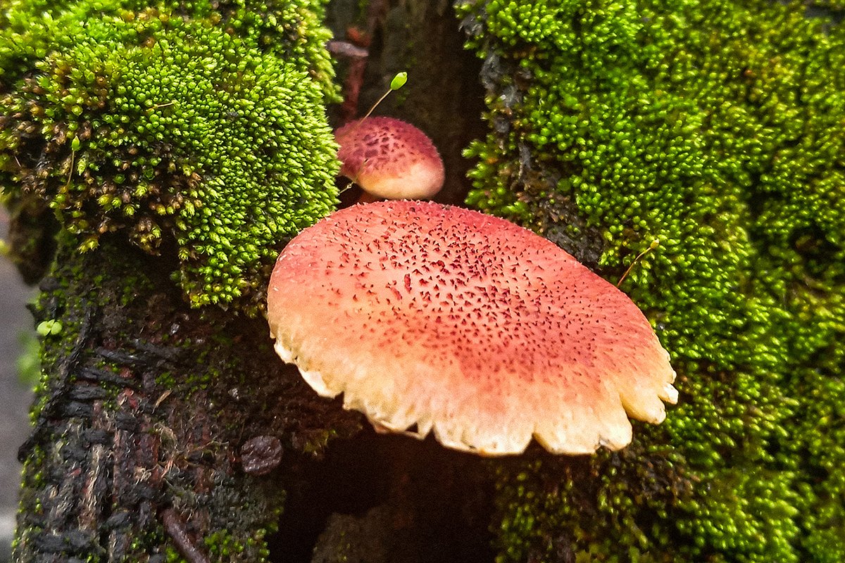 Желто-красная рядовка (Tricholomopsis rutilans)