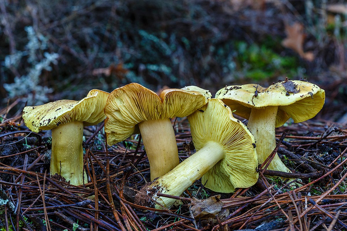 Зеленушка (Tricholoma equestre)