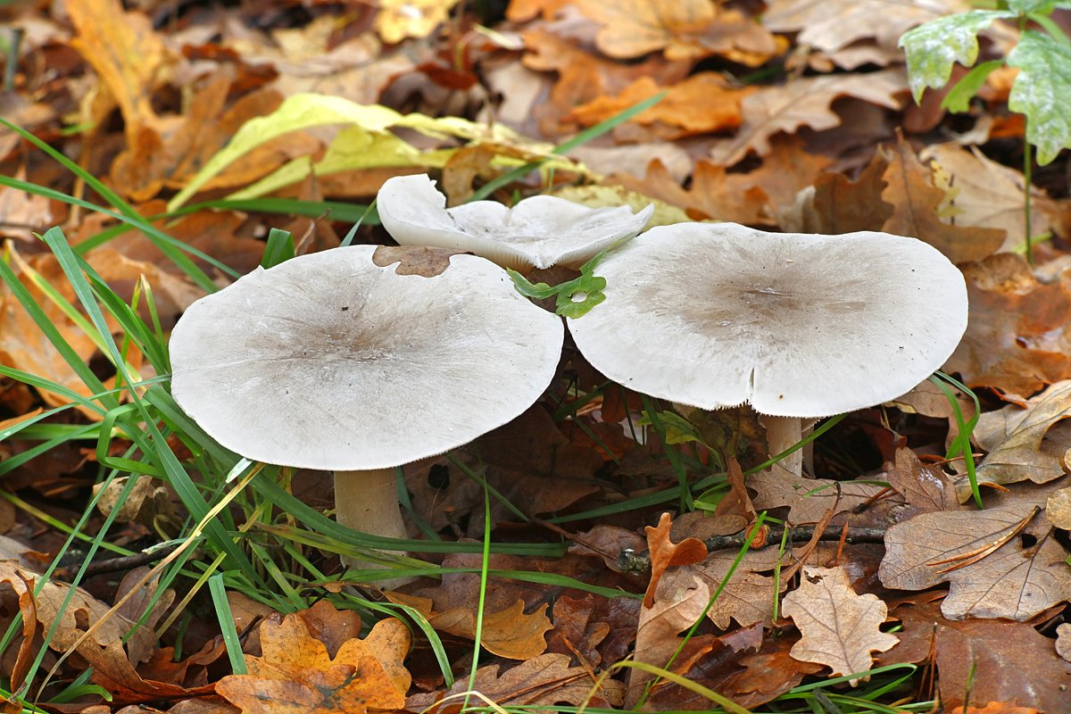 Белая рядовка (Tricholoma album)