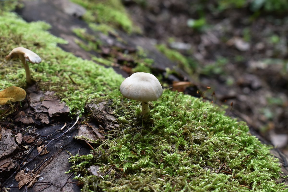 Вонючая рядовка (Tricholoma Inamoenum)