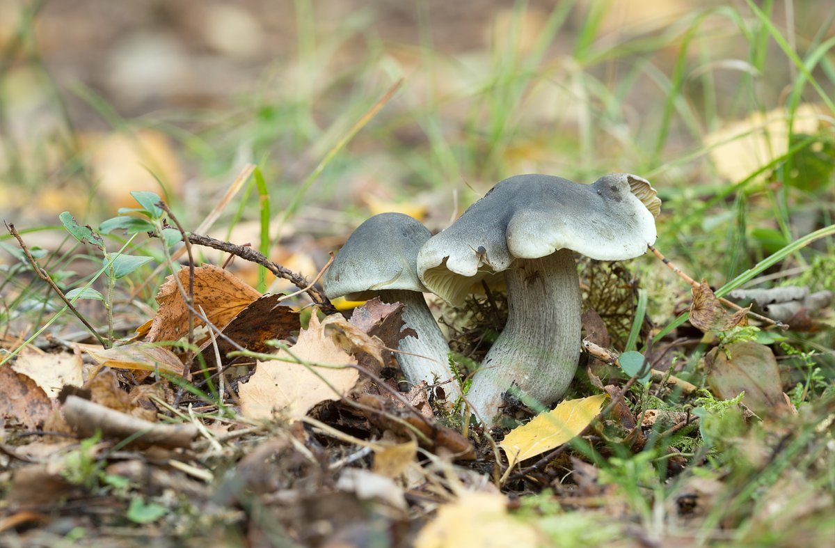 Мыльная рядовка (Tricholoma saponaceum)