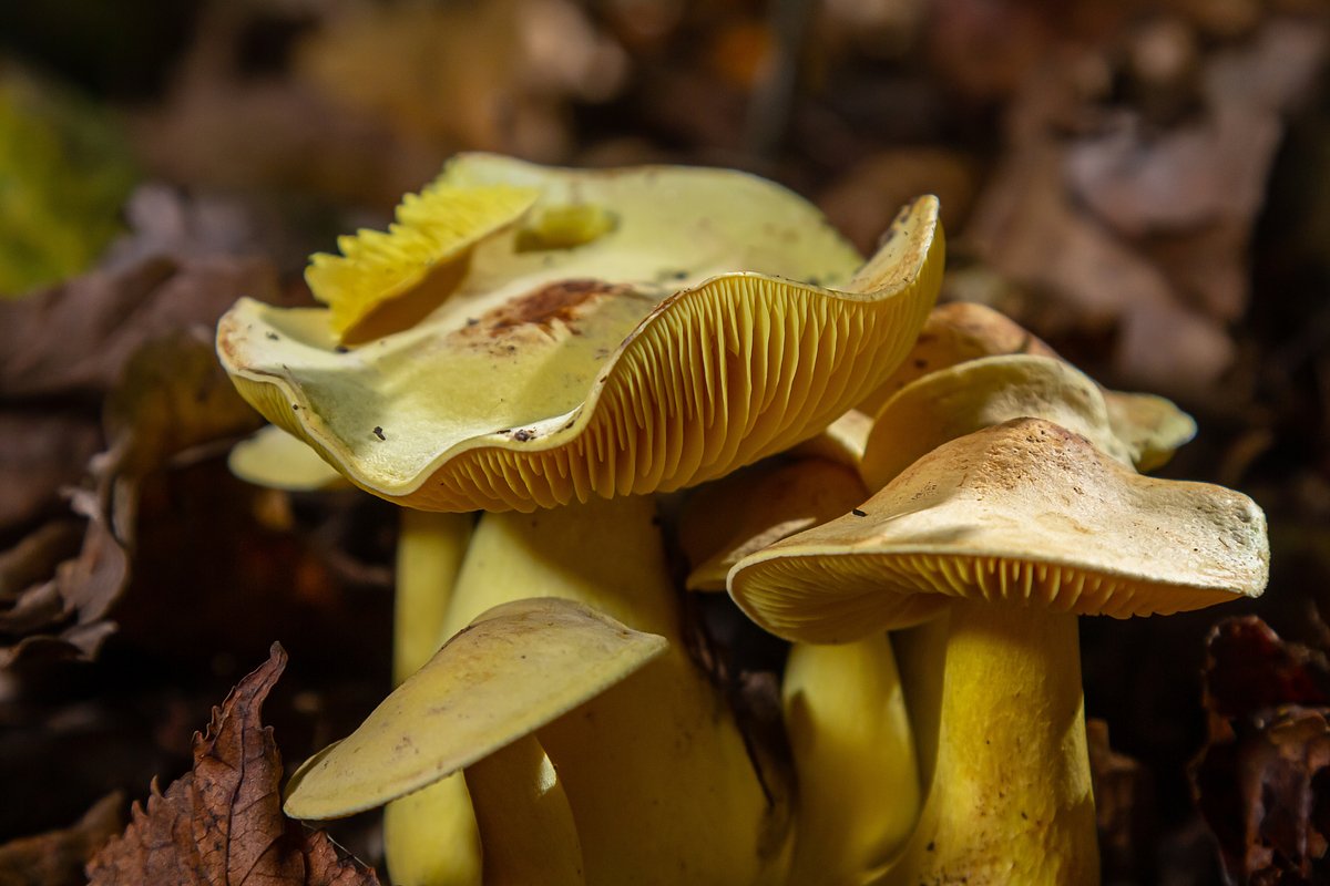 Серная рядовка (Tricholoma sulphureum)