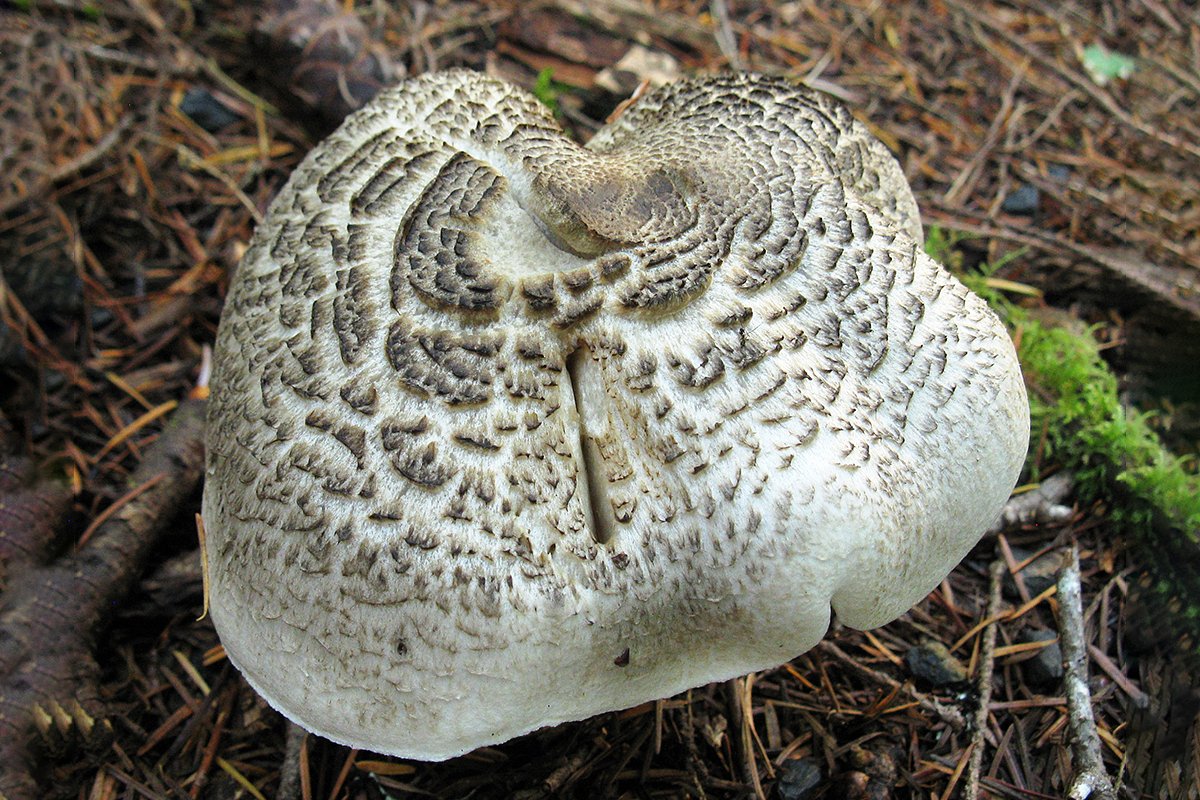 Тигровая рядовка (Tricholoma pardinum)