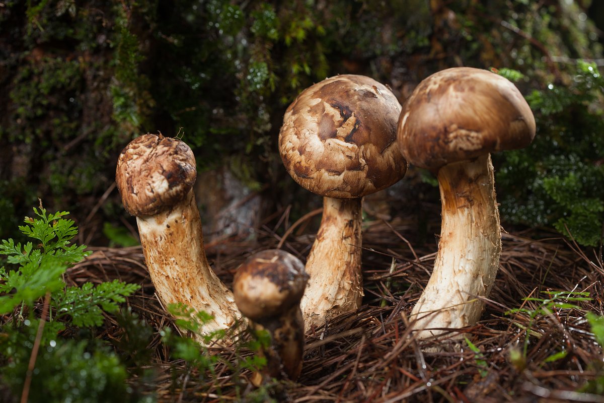 Рядовка мацутакэ (Tricholoma matsutake)