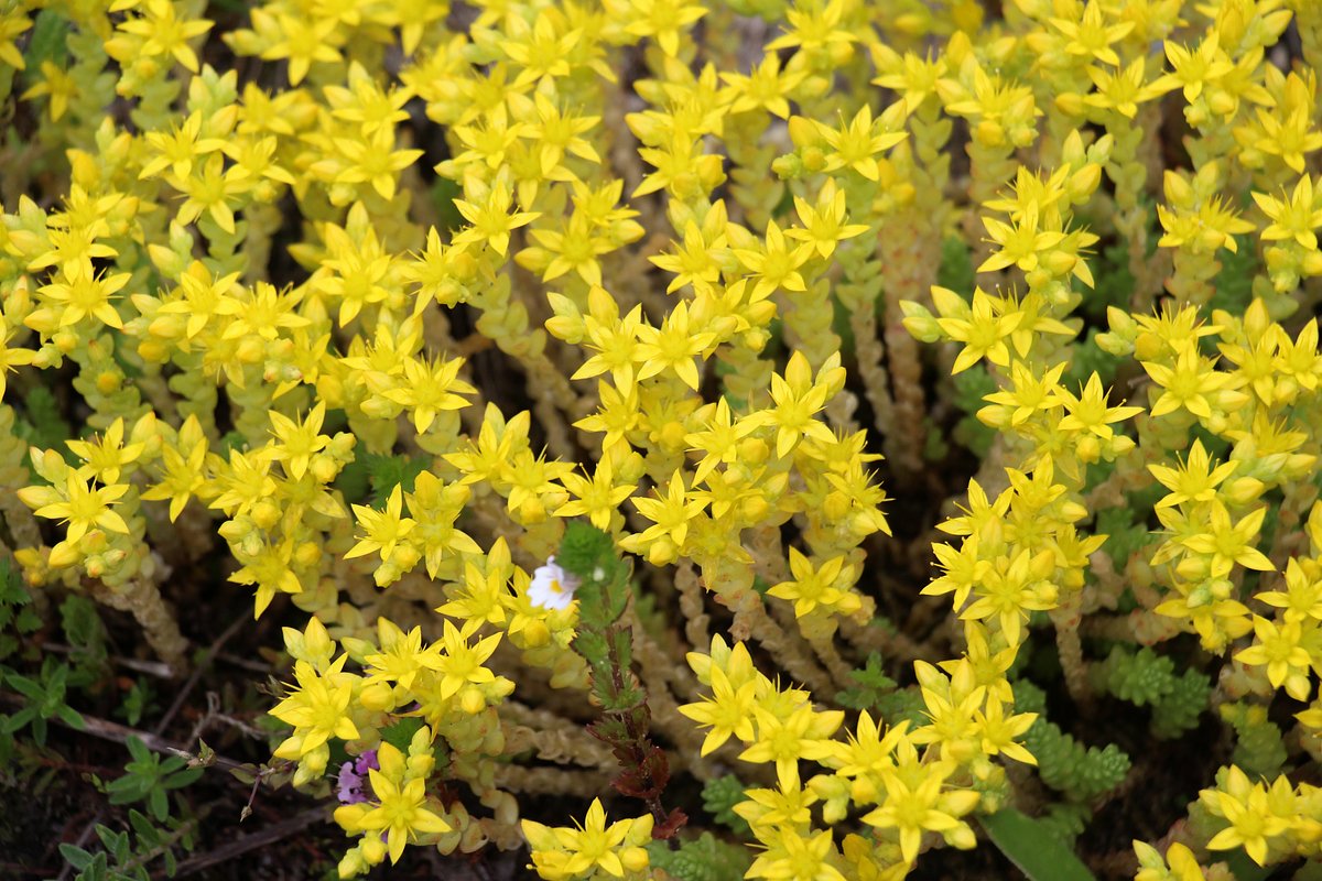 Очиток едкий (Sedum acre)