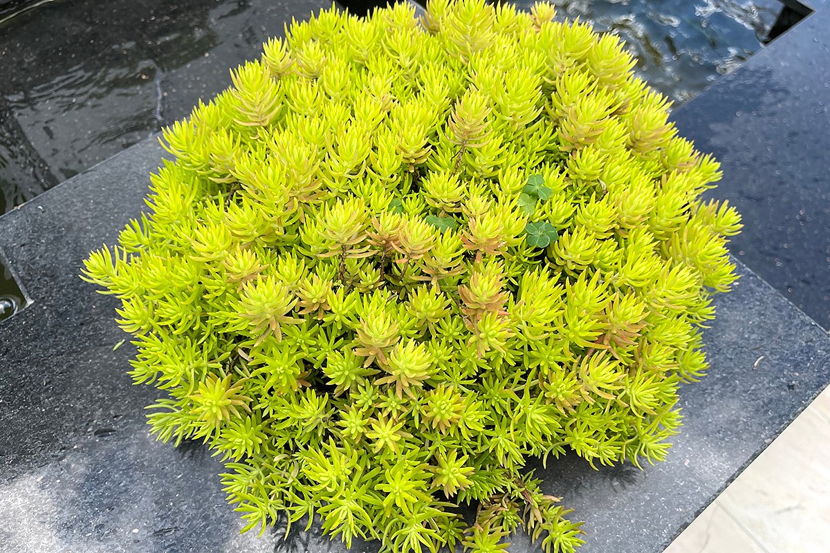 Очиток едкий (Sedum acre), сорт Aurea