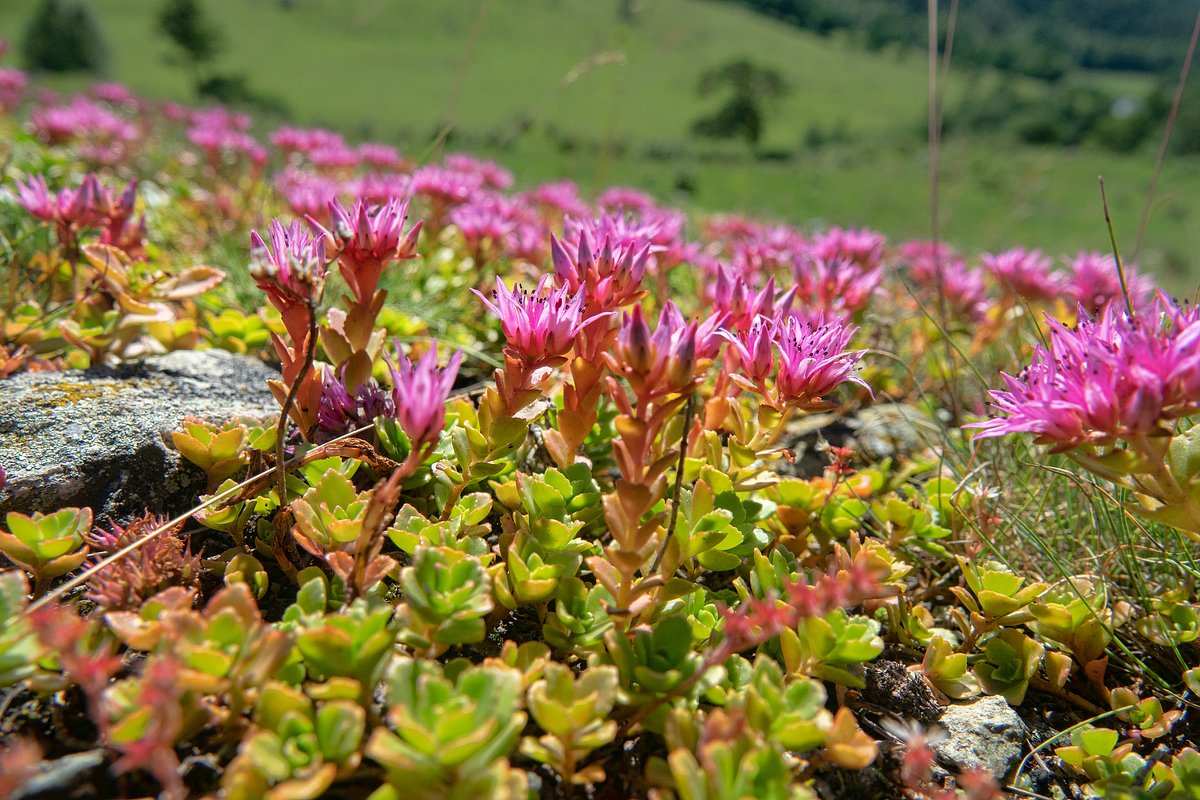 Очиток ложный (Sedum spurium)