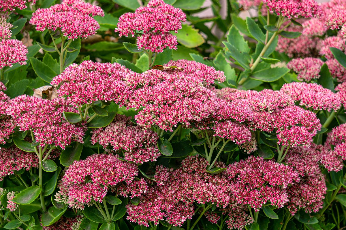 Очиток ложный (Sedum spurium), сорт Purpurteppich
