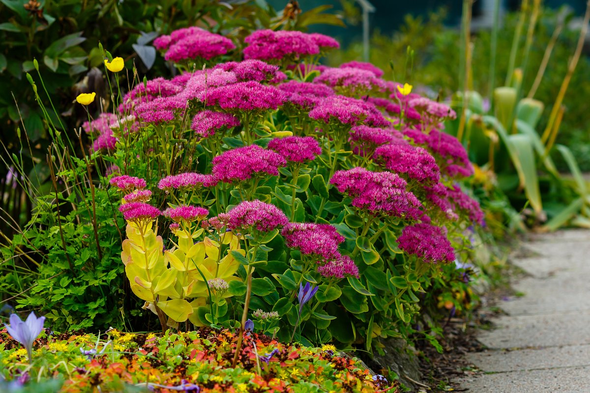 Очиток обыкновенный (Sedum telephium)