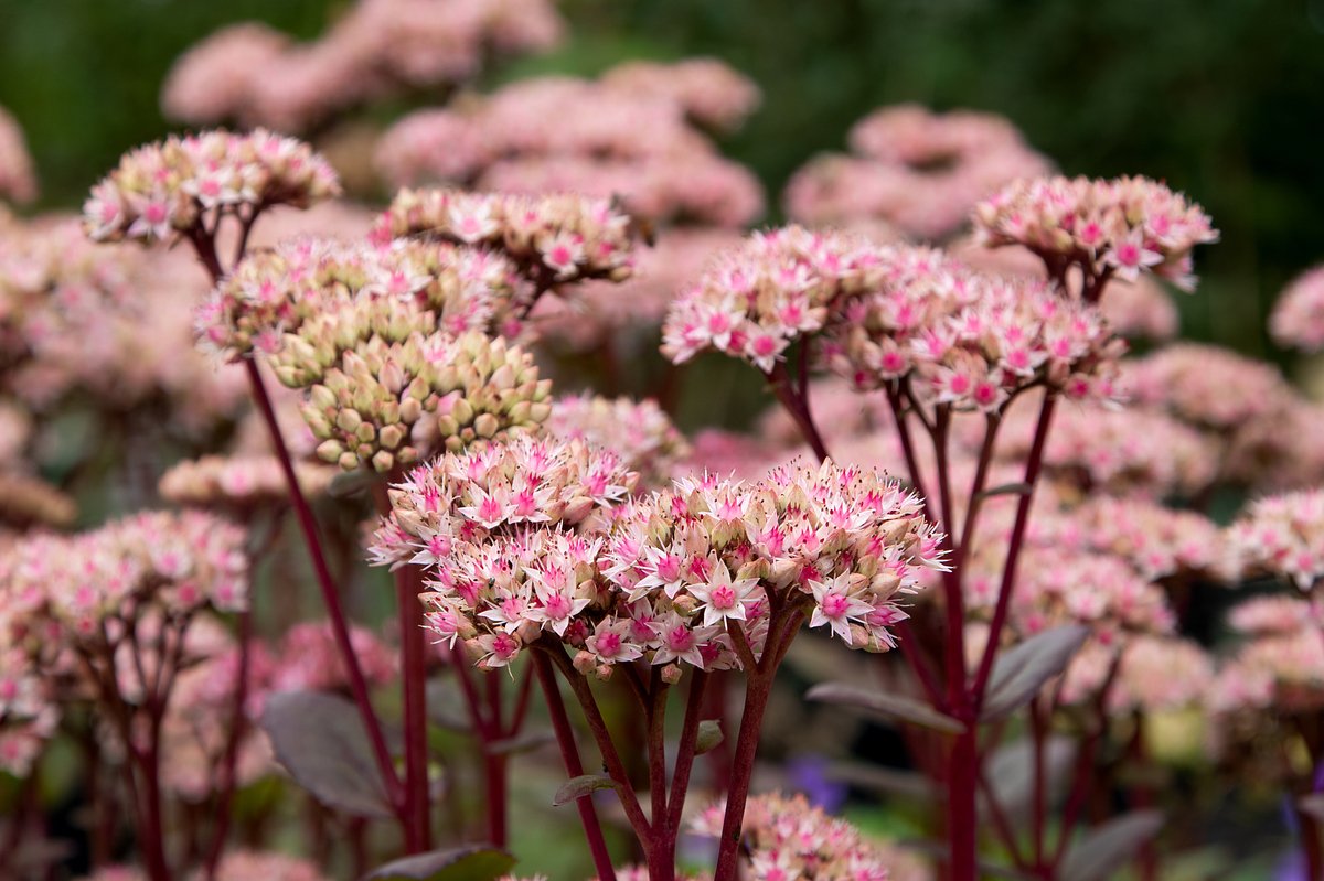 Очиток обыкновенный (Sedum telephium), сорт Matrona
