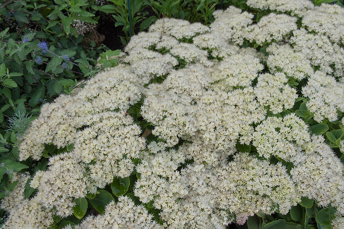 Очиток видный (Hylotelephium spectabile), сорт Iceberg