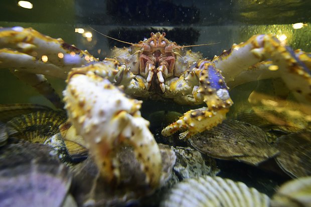 Вводная картинка