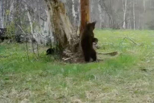 Вводная картинка