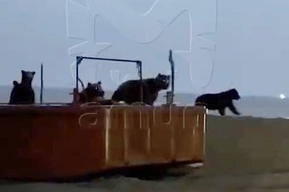 Россиянин столкнулся со сворой медведей и попросил их «больше трех не собираться»
