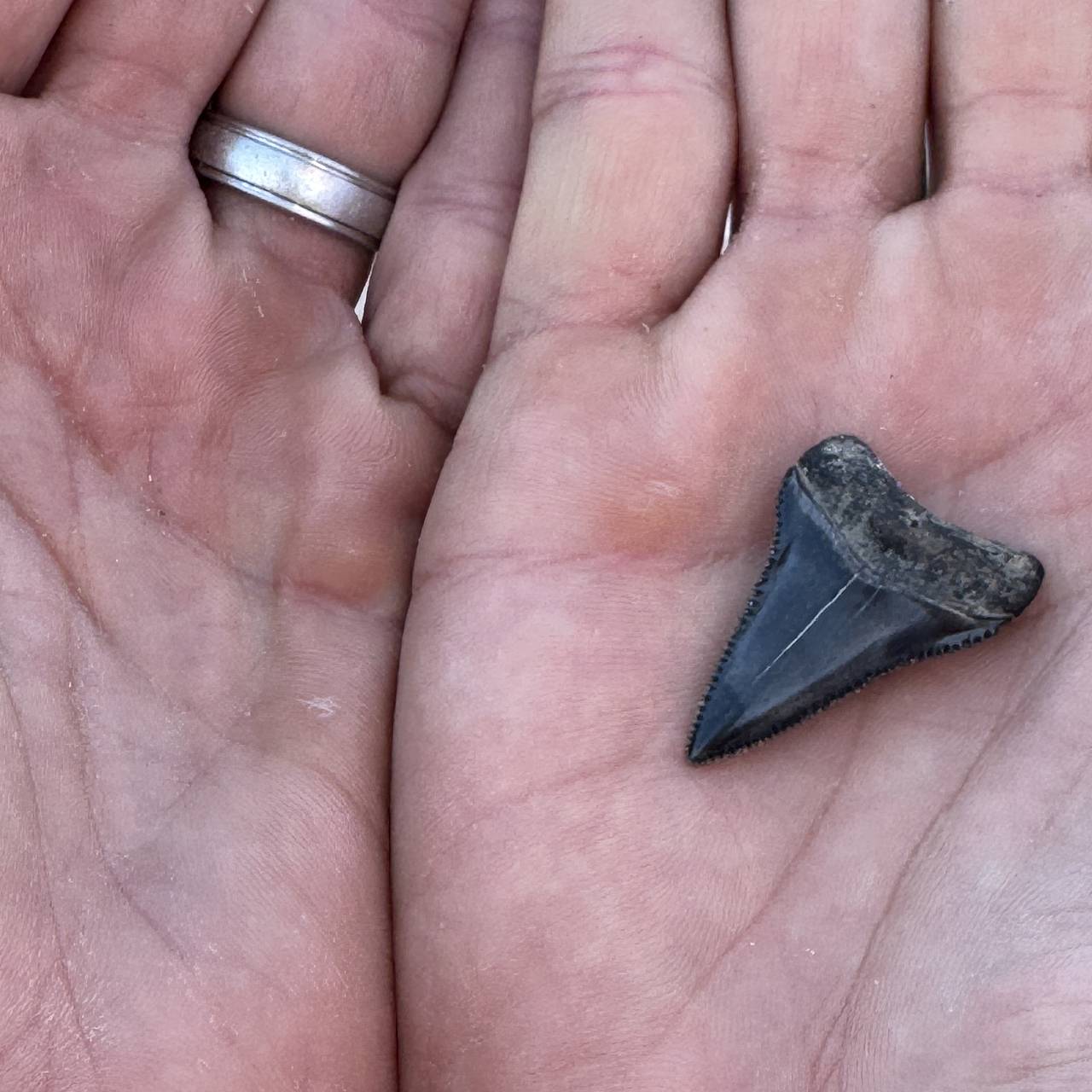 Россиянка нашла в реке зубы древнего монстра