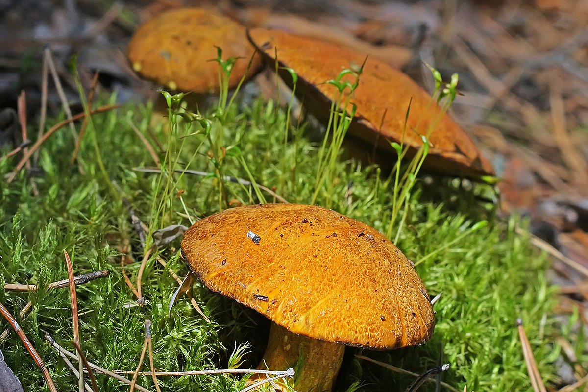 Желто-бурый масленок (Suillus variegatus)
