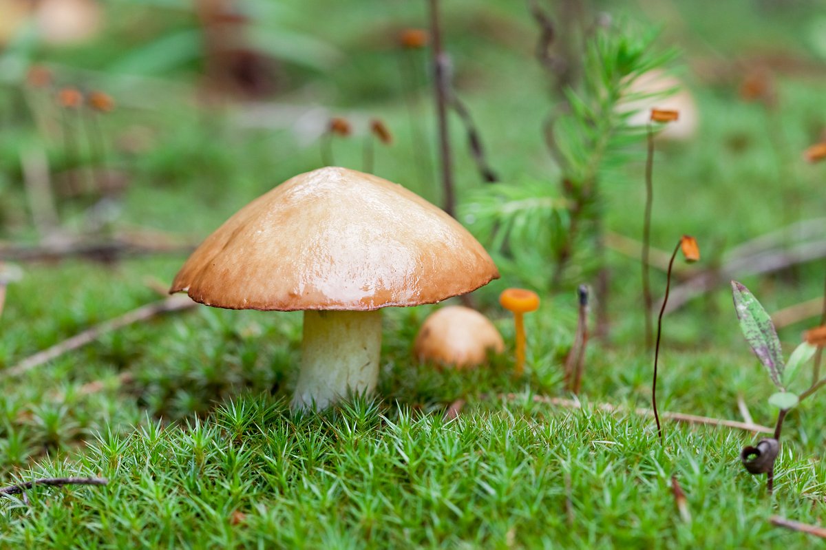 Желтоватый масленок (Suillus salmonicolor)