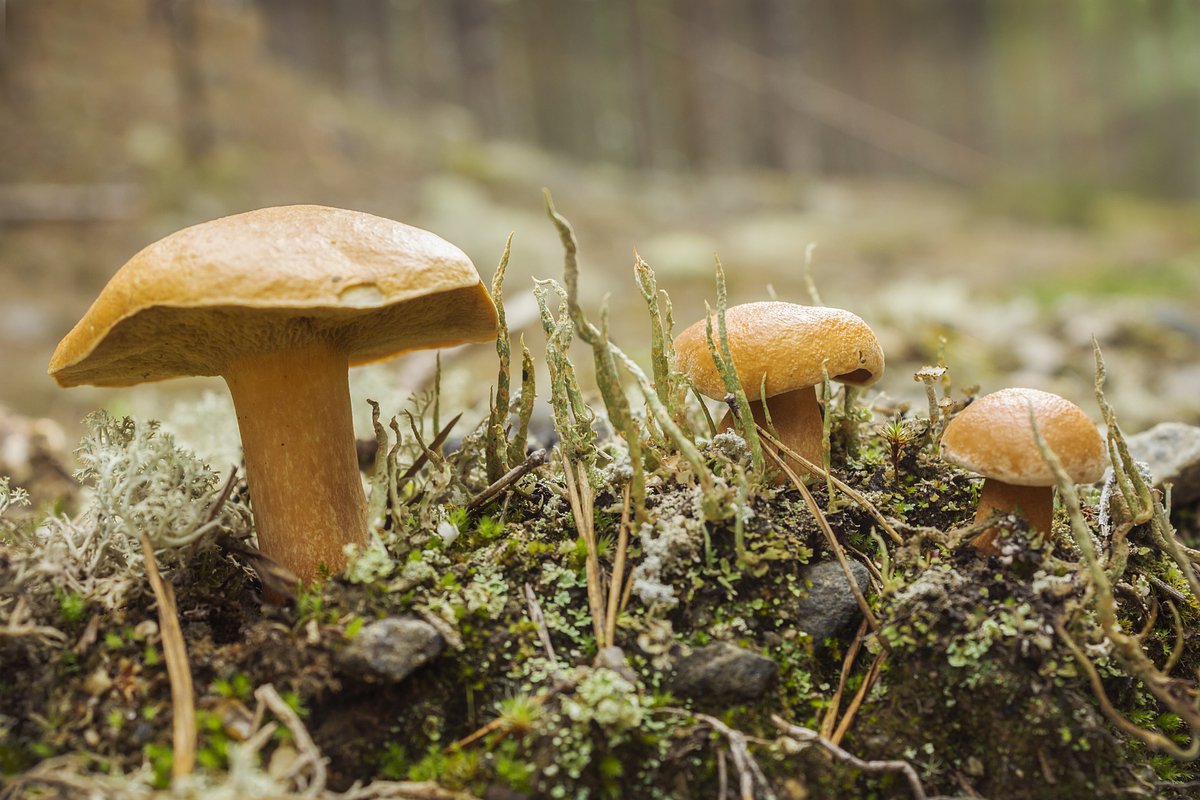 Зернистый масленок (Suillus granulatus)