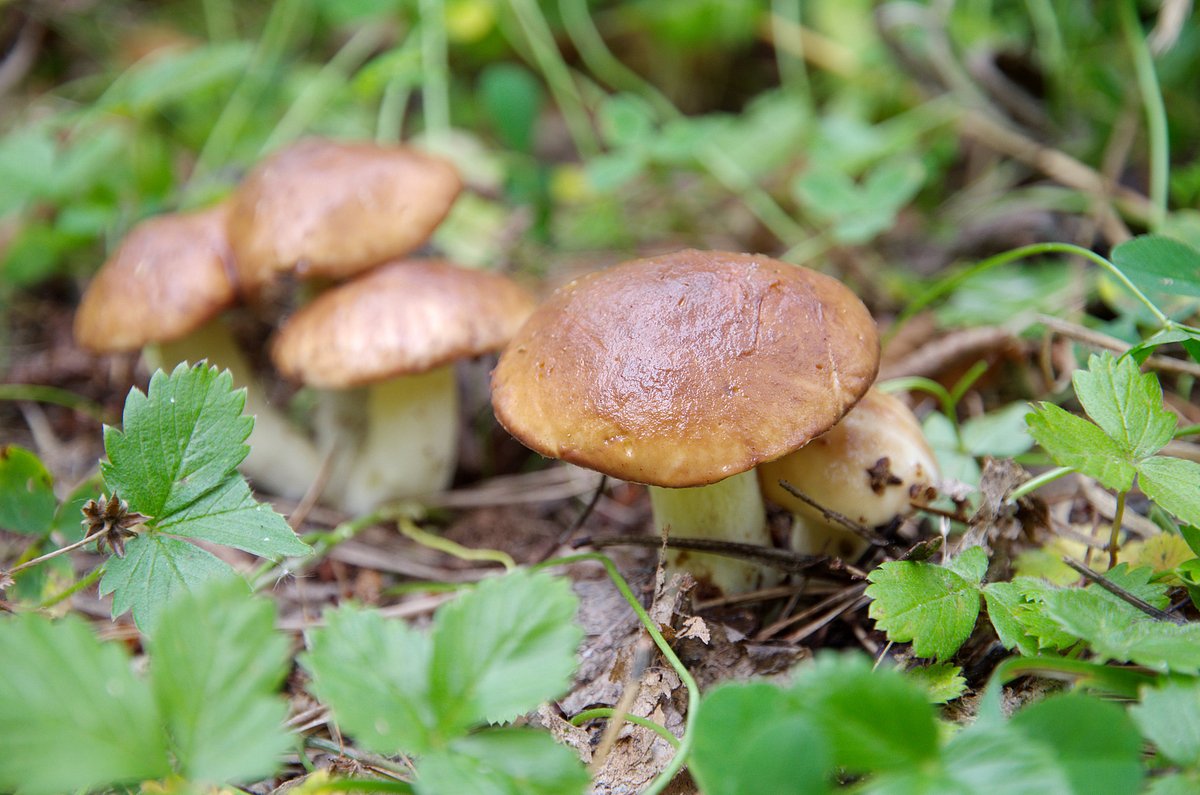 Лиственничный масленок (Suillus grevillei)