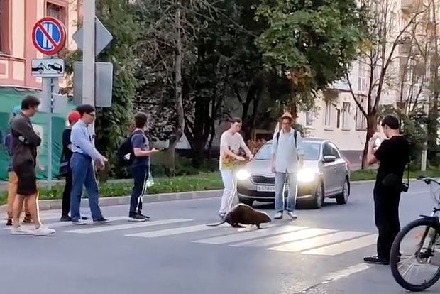 Вводная картинка