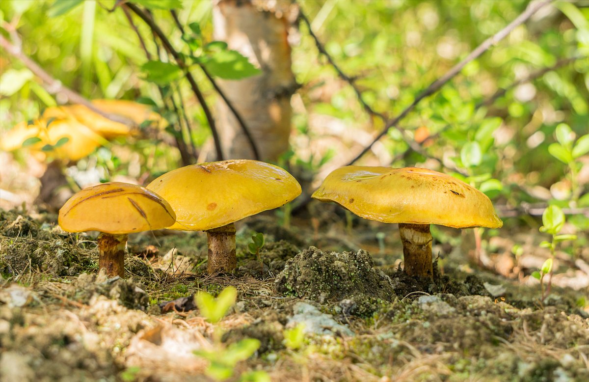 Сибирский масленок (Suillus sibiricus)