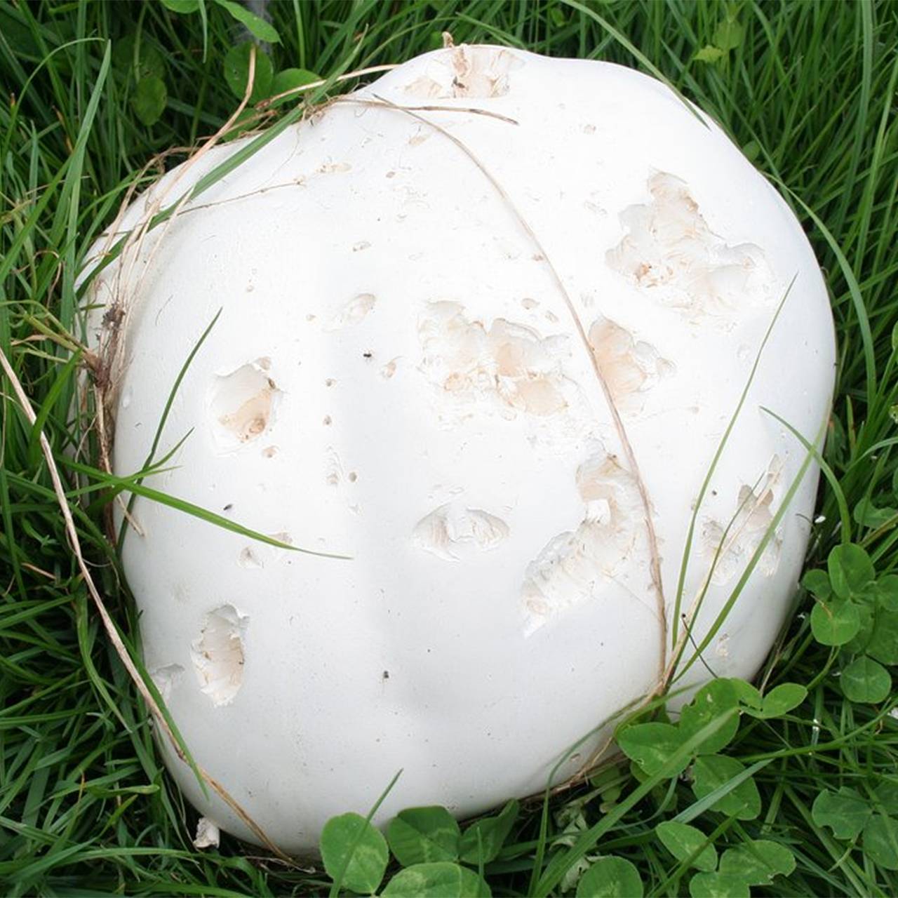 У россиянки неожиданно выросло гигантское «яйцо динозавра»