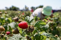 Болезни малины: описание, фото, лечение и профилактика