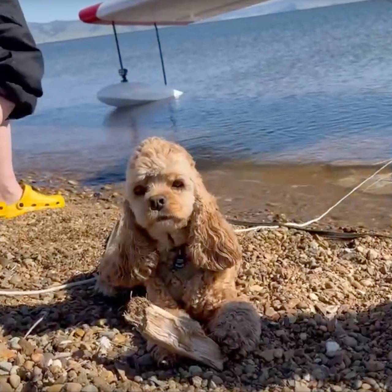 В Новосибирск на самолете-амфибии прилетела собака-штурман
