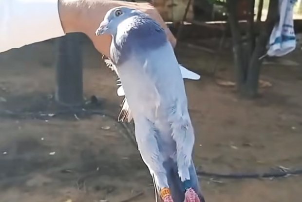 Вводная картинка