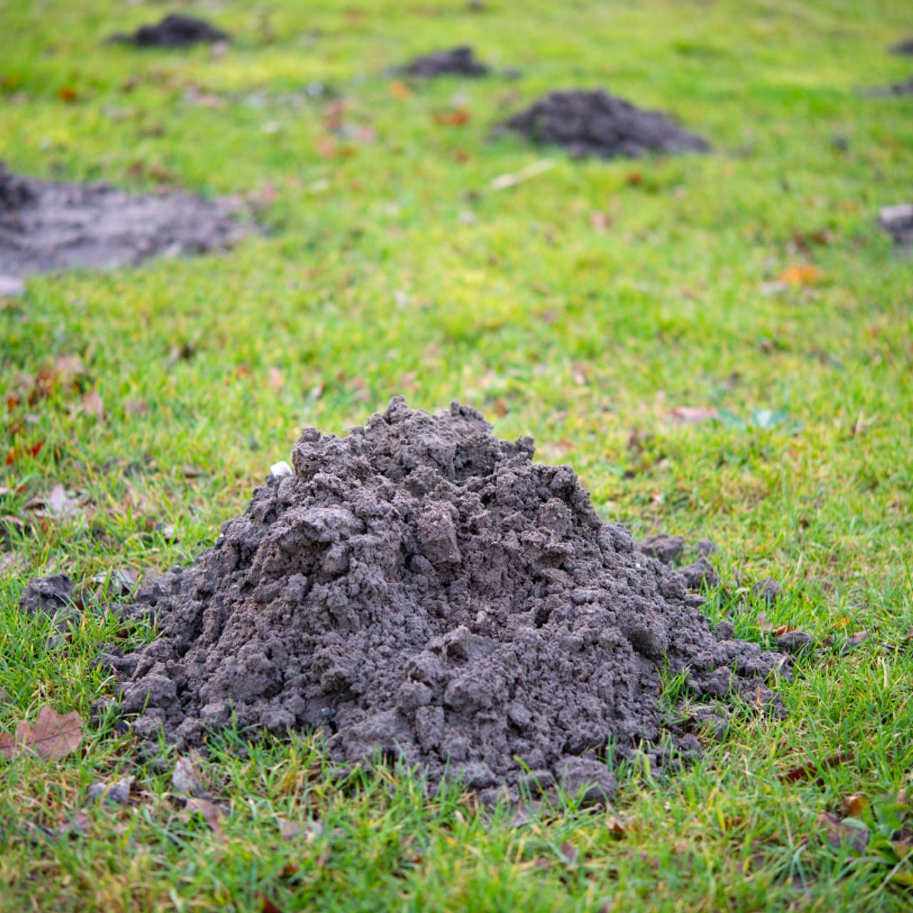 Фото: SrideeStudio / Shutterstock / Fotodom