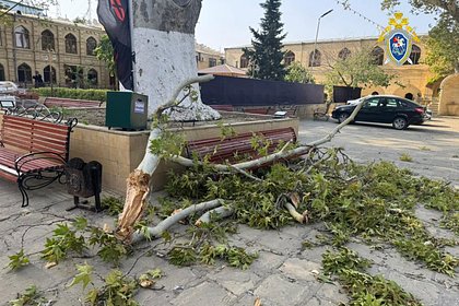 Туристка погибла в Дагестане из-за падения ветки