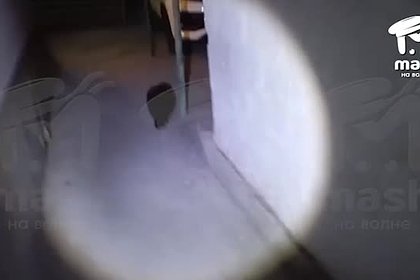 Убегающий от атаки ВСУ енот попал на видео