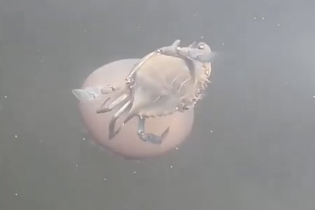 Вводная картинка