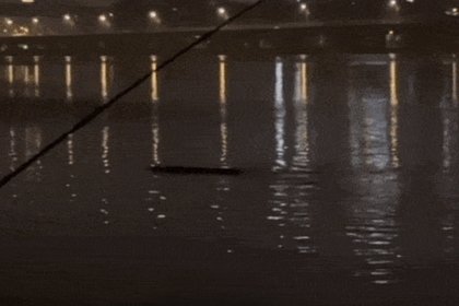 Речное чудовище поднялось на поверхность посреди крупного города