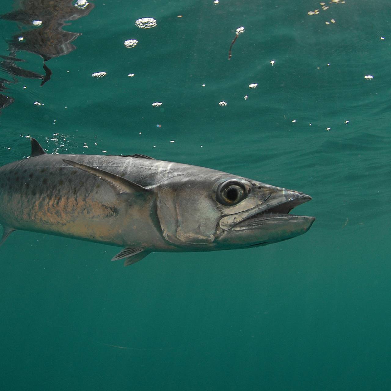 Рыболов поймал 73-килограммовую макрель рекордных размеров