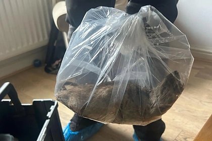 Поймана огромная крыса величиной с кошку