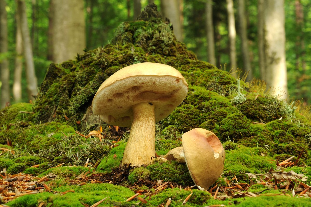 Горчак, Tylopilus felleus