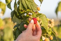 Топ-10 урожайных сортов малины: самые вкусные и сладкие