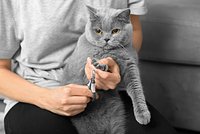 Как стричь когти кошкам в домашних условиях: пошаговая инструкция