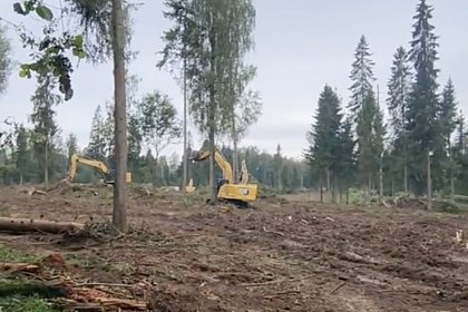Жители Подмосковья обвинили местные власти в варварском отношении к природоохранным зонам