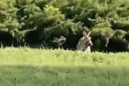 Кролики-чудовища с щупальцами на мордах оказались опасны для людей