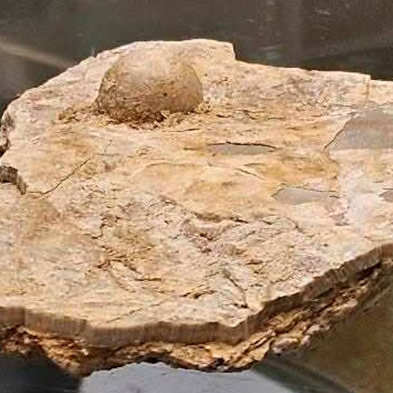 Женщина нашла жемчужину возрастом 100 миллионов лет