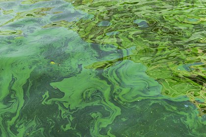 Раскрыты неожиданные последствия купания в цветущих водоемах