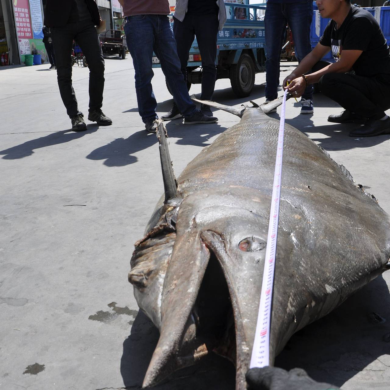 Рыбаки поймали 365-килограммовую рыбу и получили за нее 57 миллионов рублей