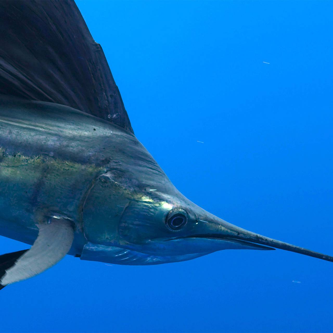 Рыбак четыре часа сражался с огромным «динозавром» и установил новый рекорд