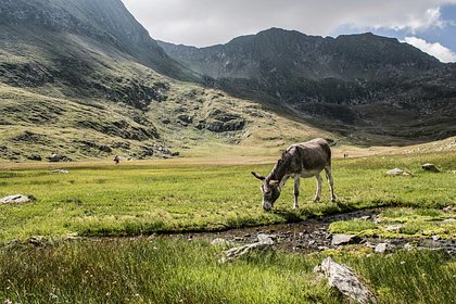 Упавшего со скалы горного пленника чудом спасли в России