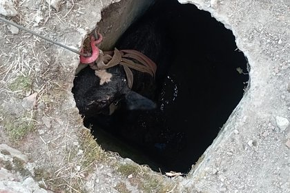 Теленка достали из шахты с помощью лебедки в Ставропольском крае