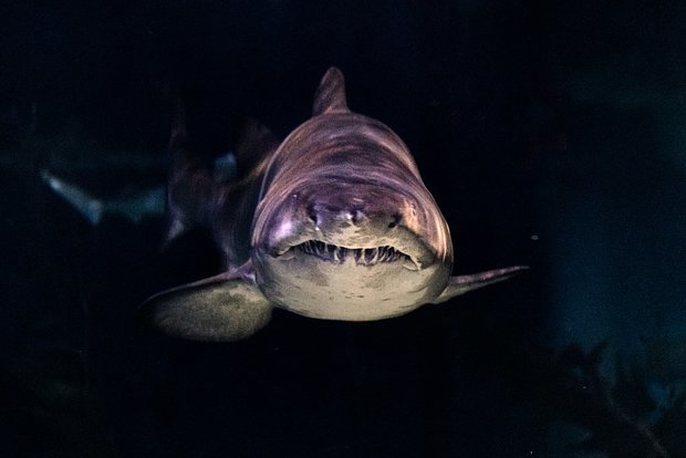 Вводная картинка