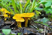 Гриб лисичка: описание, виды, где собирать и как приготовить